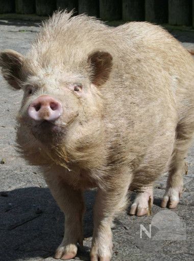 Offnungszeiten An Den Festtagen Im Opel Zoo Taunus Nachrichten